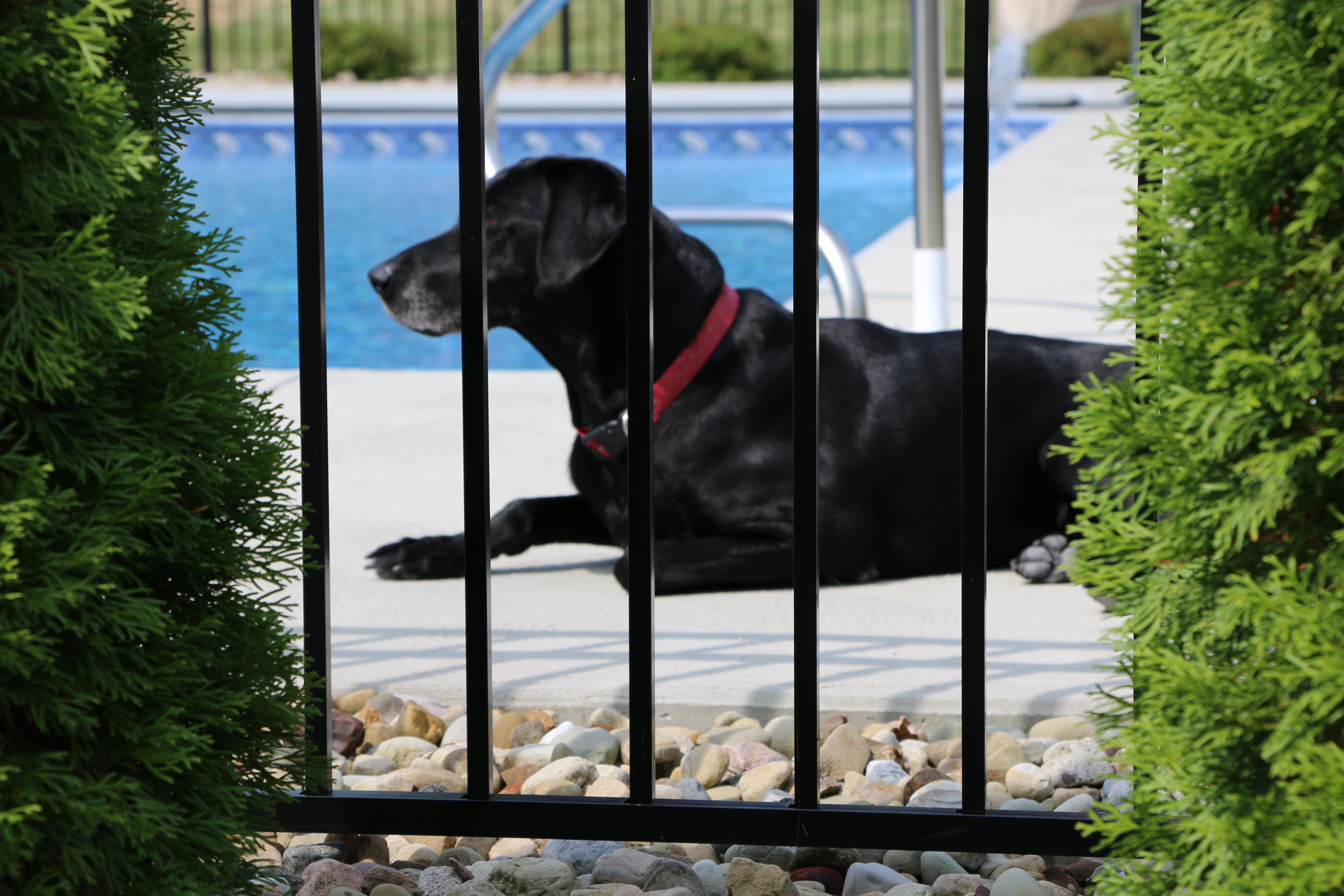 Miller049 miller fence with dog 049